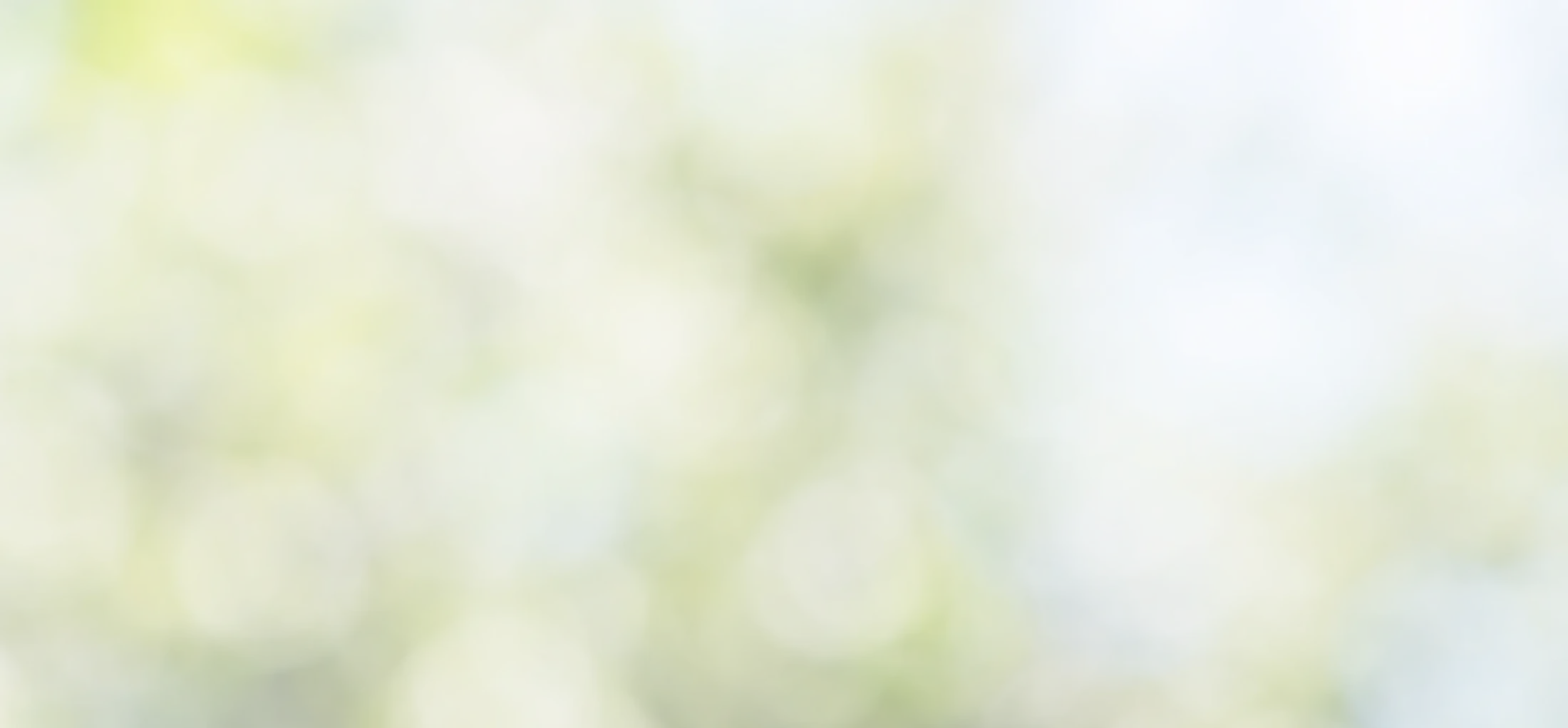 Sunny green foliage background