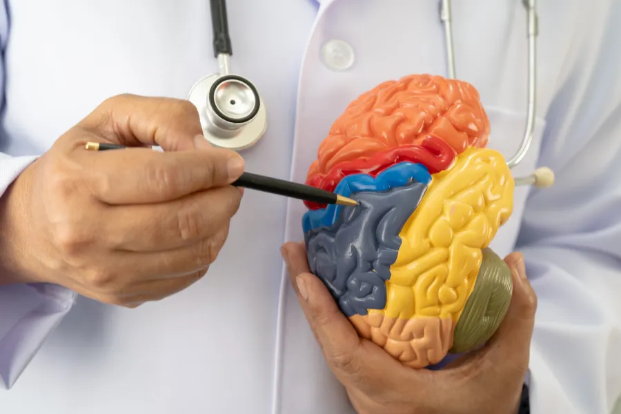 Doctor holding brain diagram